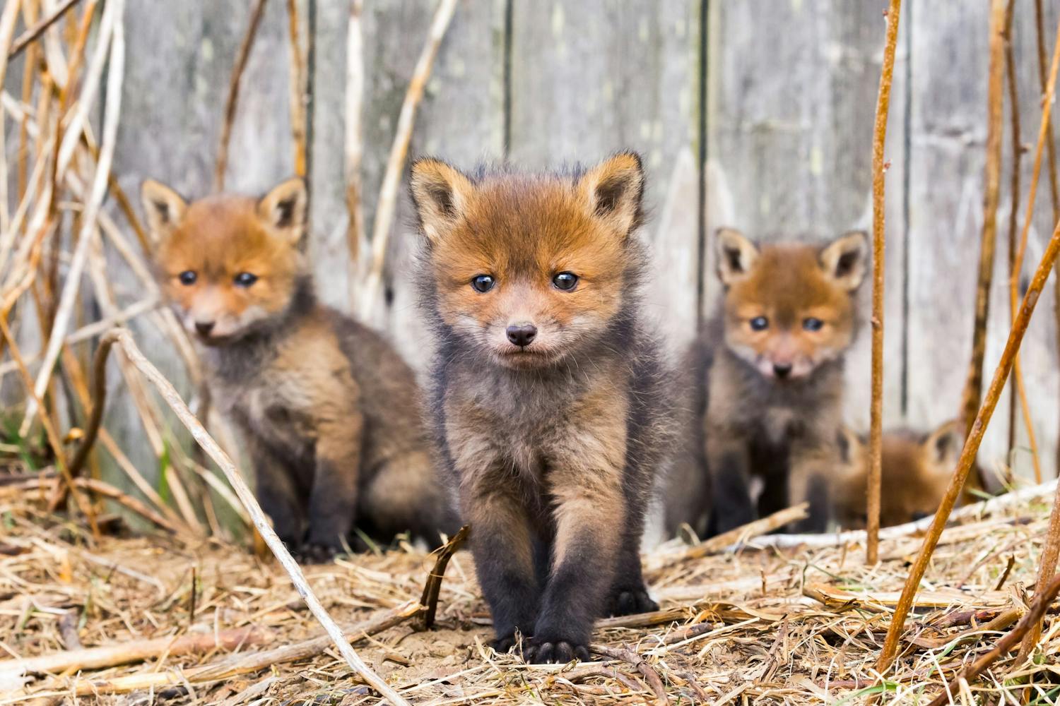 Hej, världen! Rävvalpar